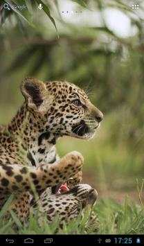 Jaguars Wallpapers screenshot 3