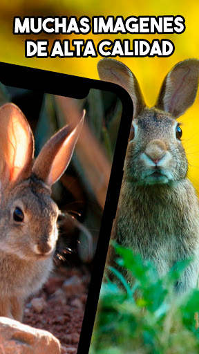 🐰 Conejos Fondos de Pantalla 🐰 - Lindos Conejos screenshot 5