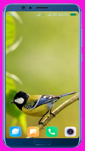 Bird Wallpaper Best 4K स्क्रीनशॉट 14