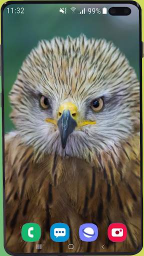 Eagle Wallpaper Best HD screenshot 1