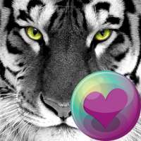 Big Cats HD Wallpapers