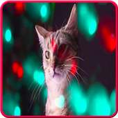 cat song on 9Apps