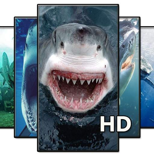 Shark Wallpaper HD 4.0