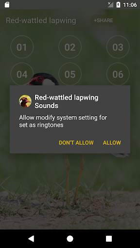 Red-wattled lapwing Bird Sounds screenshot 3