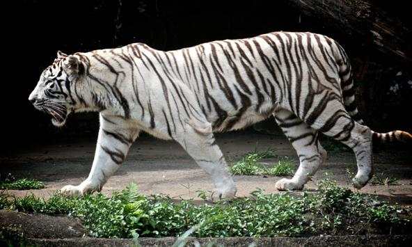 White tiger wallpapers screenshot 3