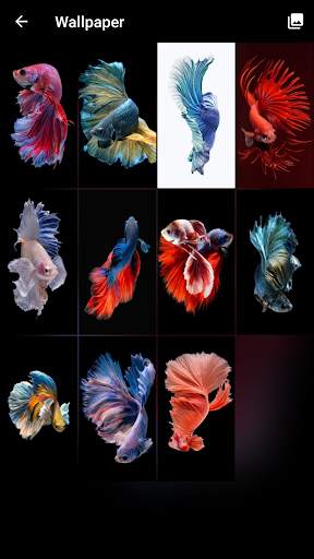 Betta Fish Pattern Lock Screen screenshot 6