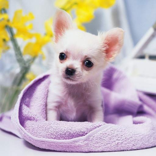 Chiwawa Dog HD Wallpaper 1.2