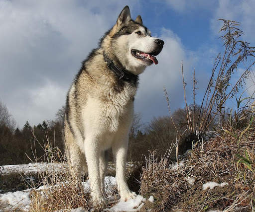Alaskan Malamutes Puzzle screenshot 5