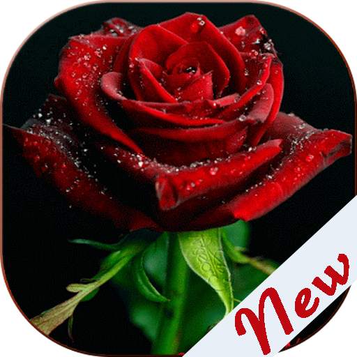 Flowers and Roses Images Gifs 8.4.1