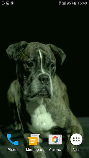 Dogs In Slow Motion Video screenshot 1
