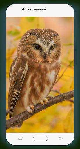 Owl Wallpaper HD screenshot 15
