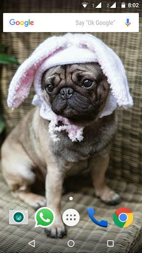 Pug Dog HD Wallpaper screenshot 2