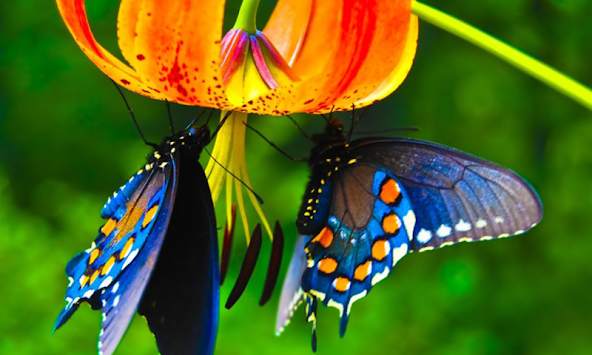 Butterfly Wallpapers screenshot 2