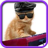 Funny cats Dancing and playing 1.1.2