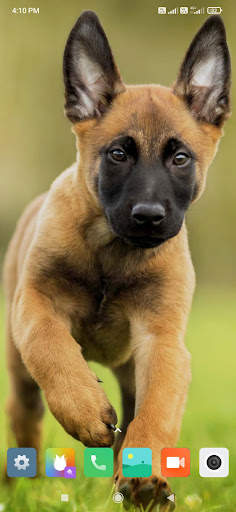 Animal Wallpapers HD screenshot 2