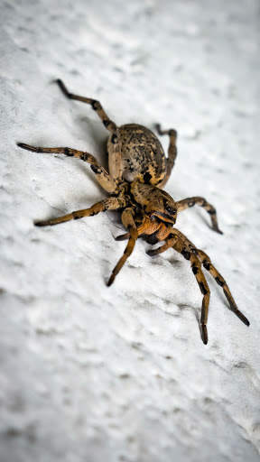 Spider Wallpapers screenshot 21