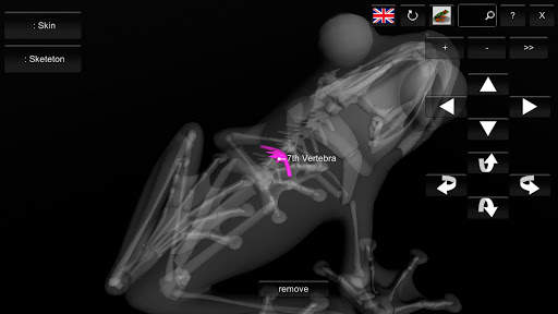 3D Frog Skeleton screenshot 10