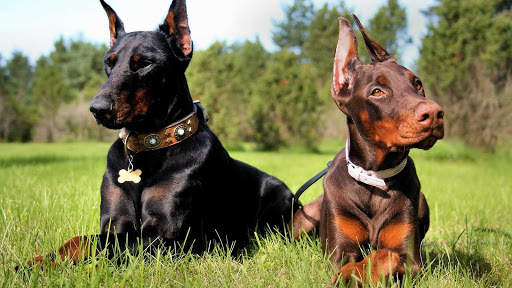 Doberman Wallpaper: backgrounds hd screenshot 15