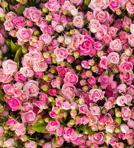 Rose Wallpapers screenshot 5
