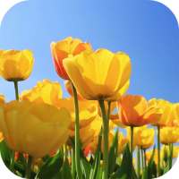 Tulips 4K Video Live Wallpaper