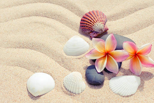 Seashells Live Wallpaper (Backgrounds) screenshot 11