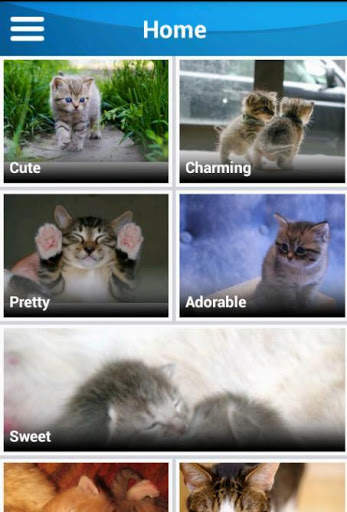 Cat wallpaper screenshot 1