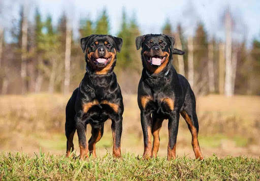 Rottweiler Wallpaper: Dog Wallpapers screenshot 4