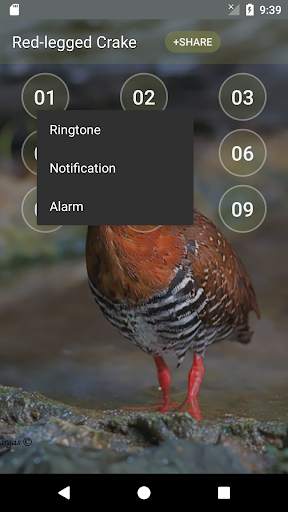 Red-legged crake bird sounds screenshot 2