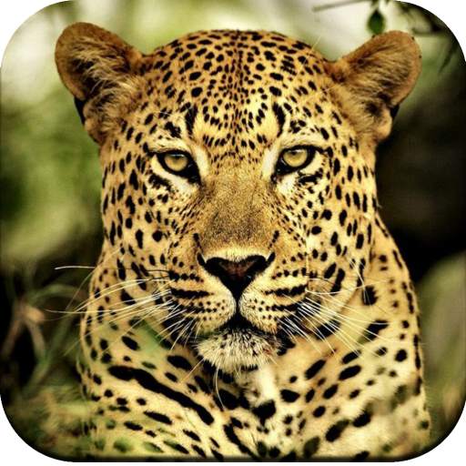 Cheetah Wallpaper 4K 1.05