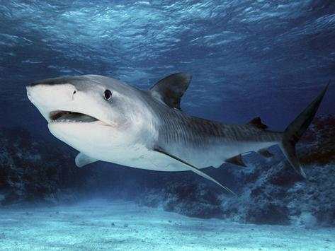Tiger Shark Live Wallpaper screenshot 1