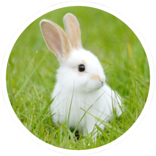 Rabbit breeding 1.2.1