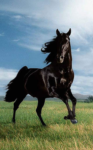 Horse Wallpapers | hd backgrounds screenshot 2