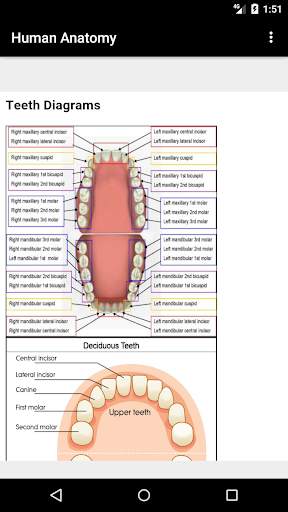 Human Anatomy screenshot 6