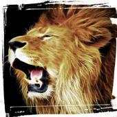 Wild Lion Hunting Sniper 3D 1.0