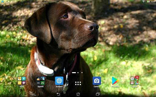 Labrador retrievers live wallp screenshot 6