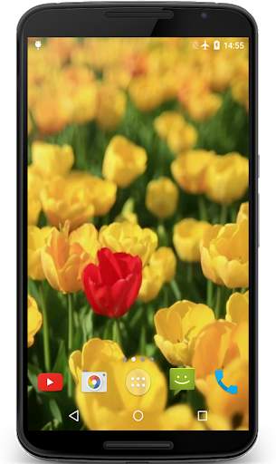 Tulips Video Live Wallpaper screenshot 1