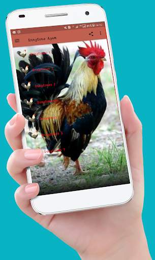 Chicken Ringtones screenshot 2