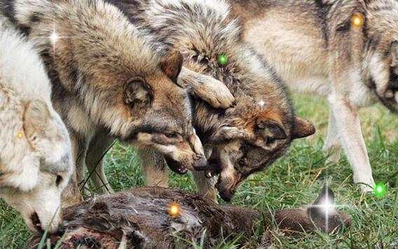 Wolves Sounds live wallpaper screenshot 5