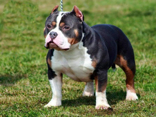 Pitbull HD Wallpaper 2020 screenshot 7