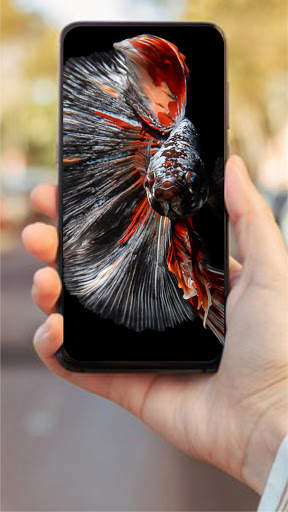 Wallpaper Ikan Cupang HD 🐟 screenshot 4