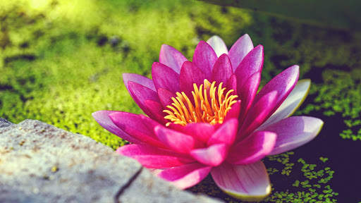 Flowers Wallpapers screenshot 1