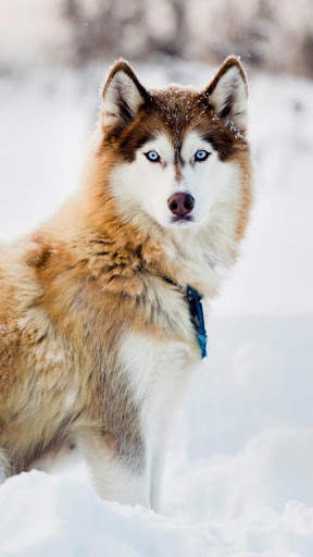 🐕 Husky Wallpapers – Cute Dog Wallpaper screenshot 6