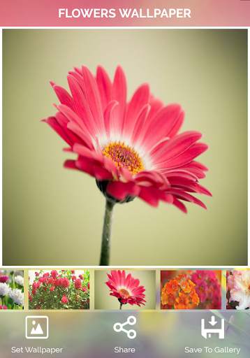 Flowers Wallpaper screenshot 9