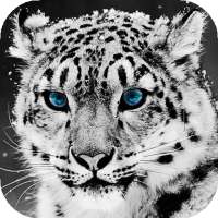 Leopardo da neve Wallpaper HD: fundos e temas on 9Apps