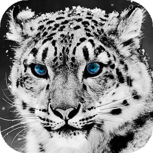 Snow Leopard Wallpaper HD : backgrounds & themes 16.0