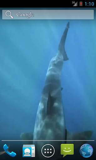 White Shark HD Video Wallpaper screenshot 1
