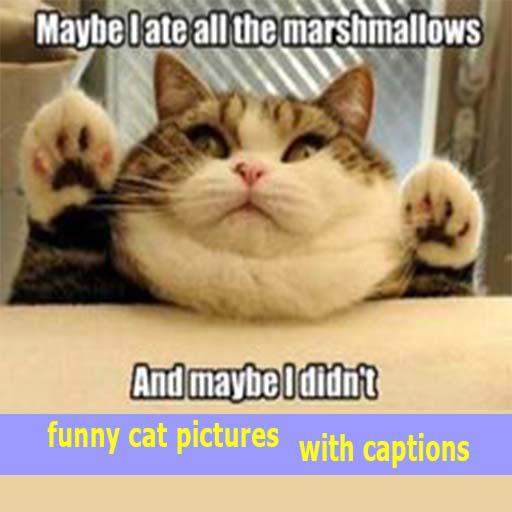 funny cat pictures with captions icon
