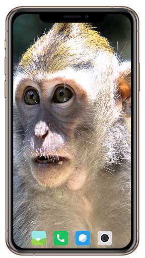 Monkey Wallpaper screenshot 5
