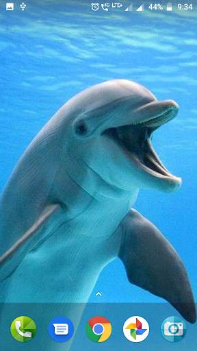 Dolphin Wallpaper Hd screenshot 1