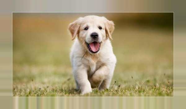 Imágenes y Fotos de Cachorros Gratis screenshot 5
